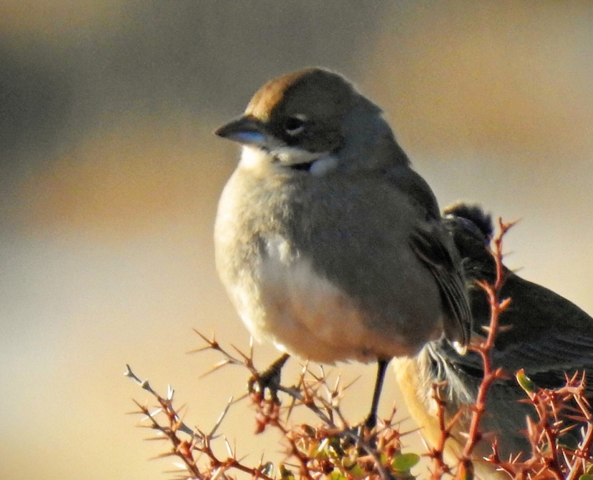 Diuca Finch - ML620636089