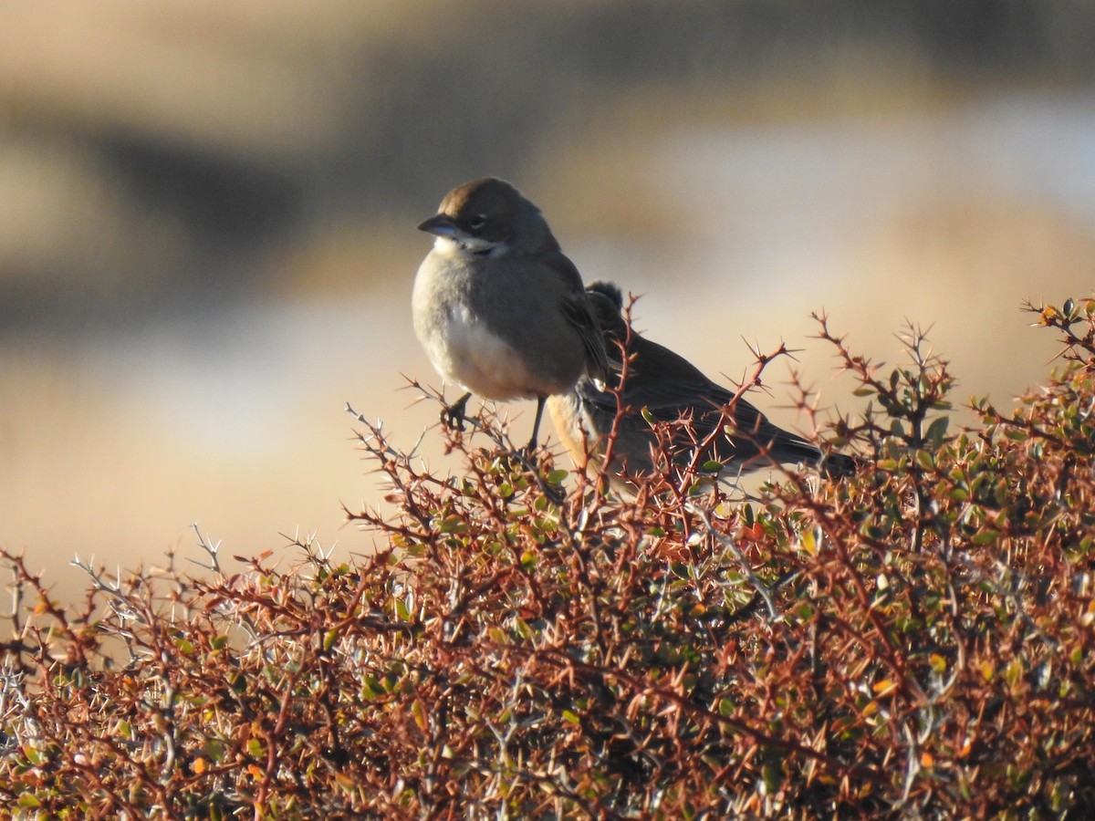 Diuca Finch - ML620636091