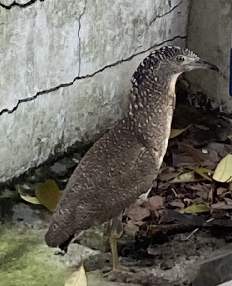 Malayan Night Heron - ML620636094