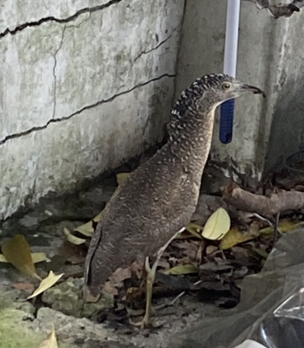 Malayan Night Heron - ML620636096