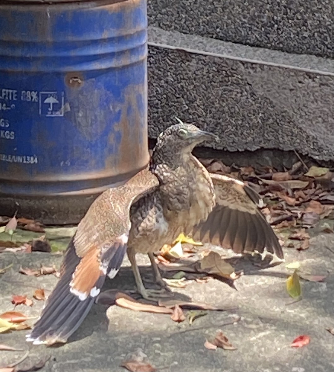 Malayan Night Heron - ML620636100