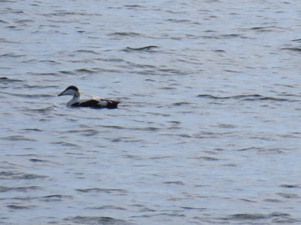 Common Eider - ML620636101