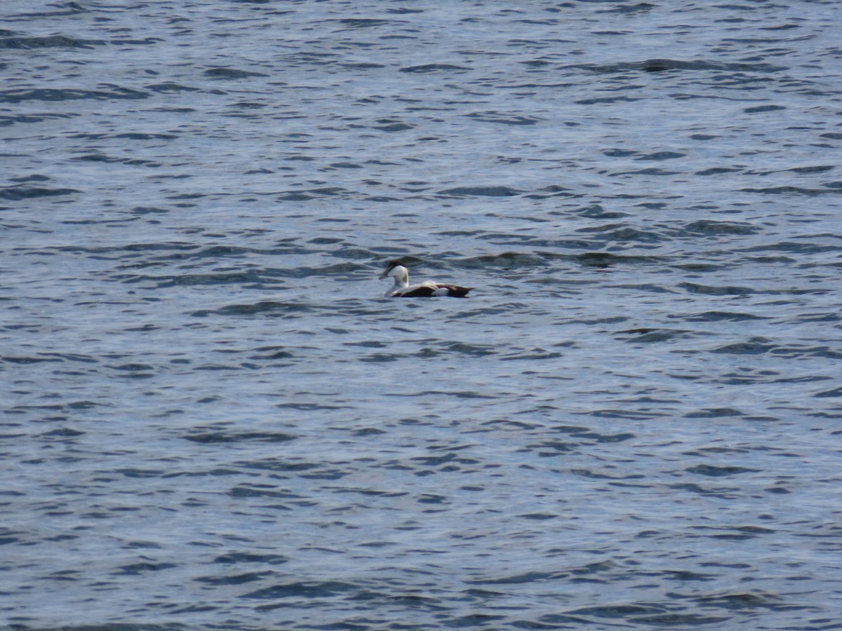 Common Eider - ML620636103