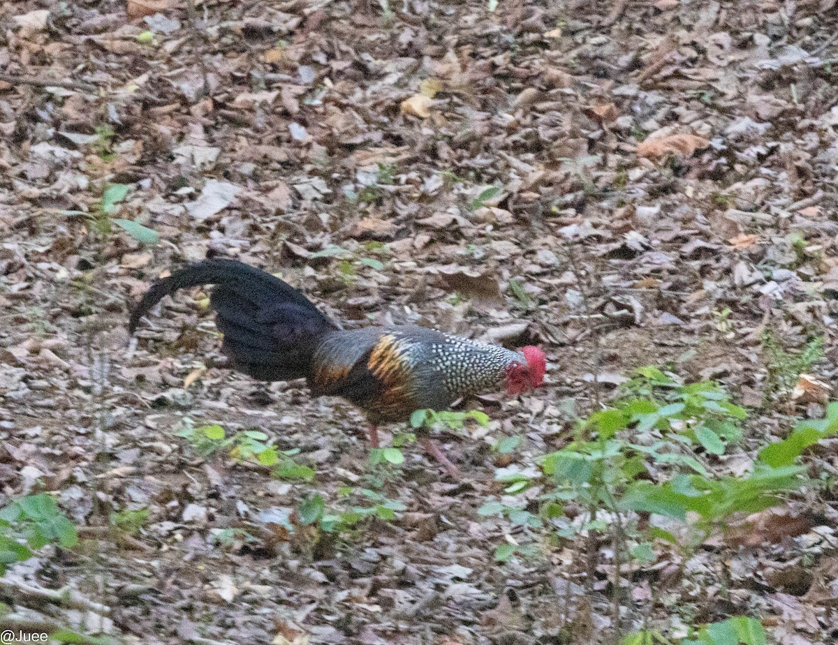 Gray Junglefowl - ML620636106