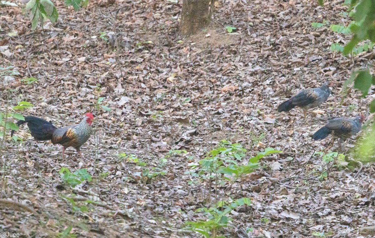 Gray Junglefowl - ML620636108