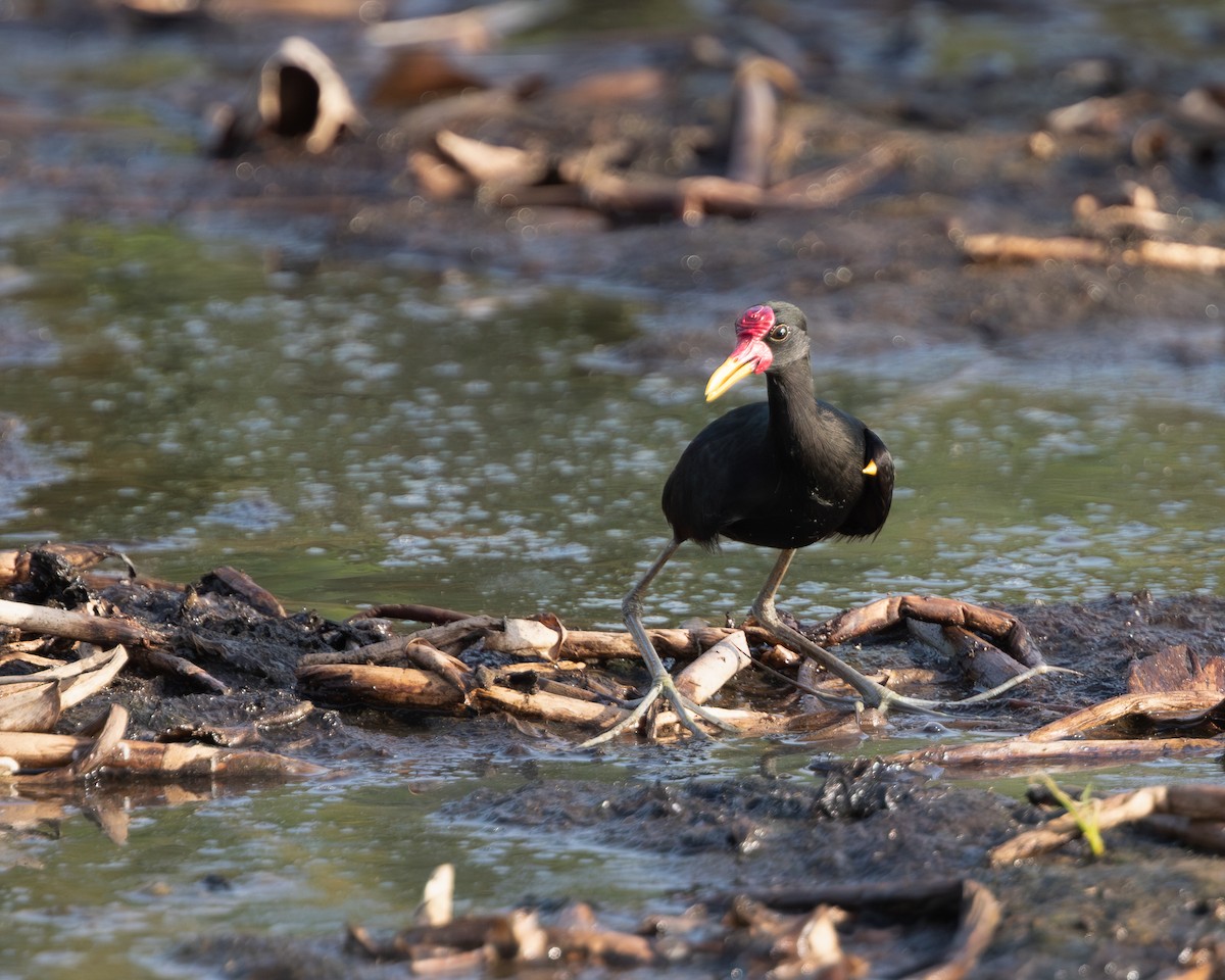 Wattled Jacana - ML620636113