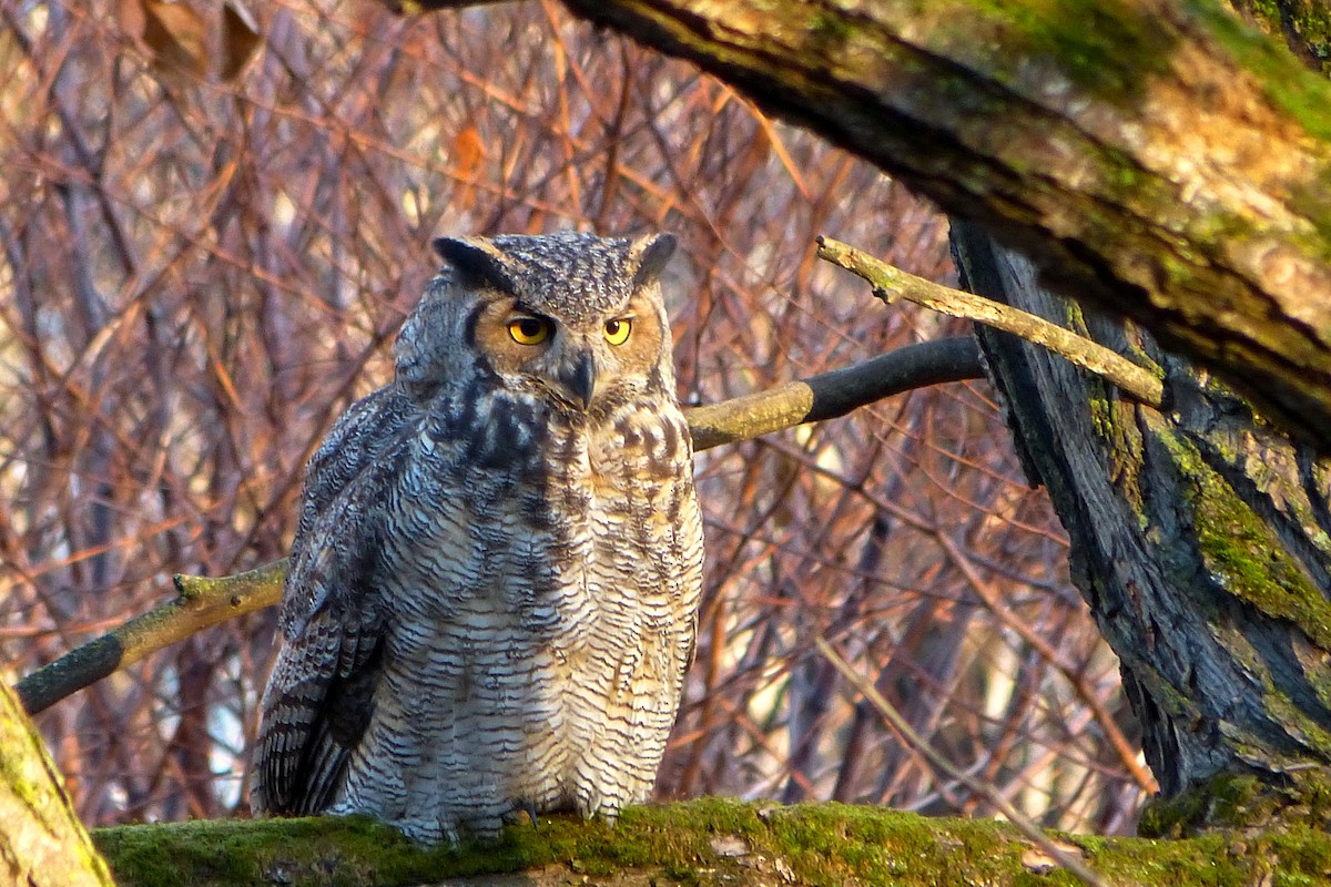 Great Horned Owl - ML620636116