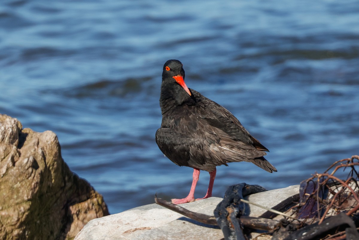 African Oystercatcher - ML620636117