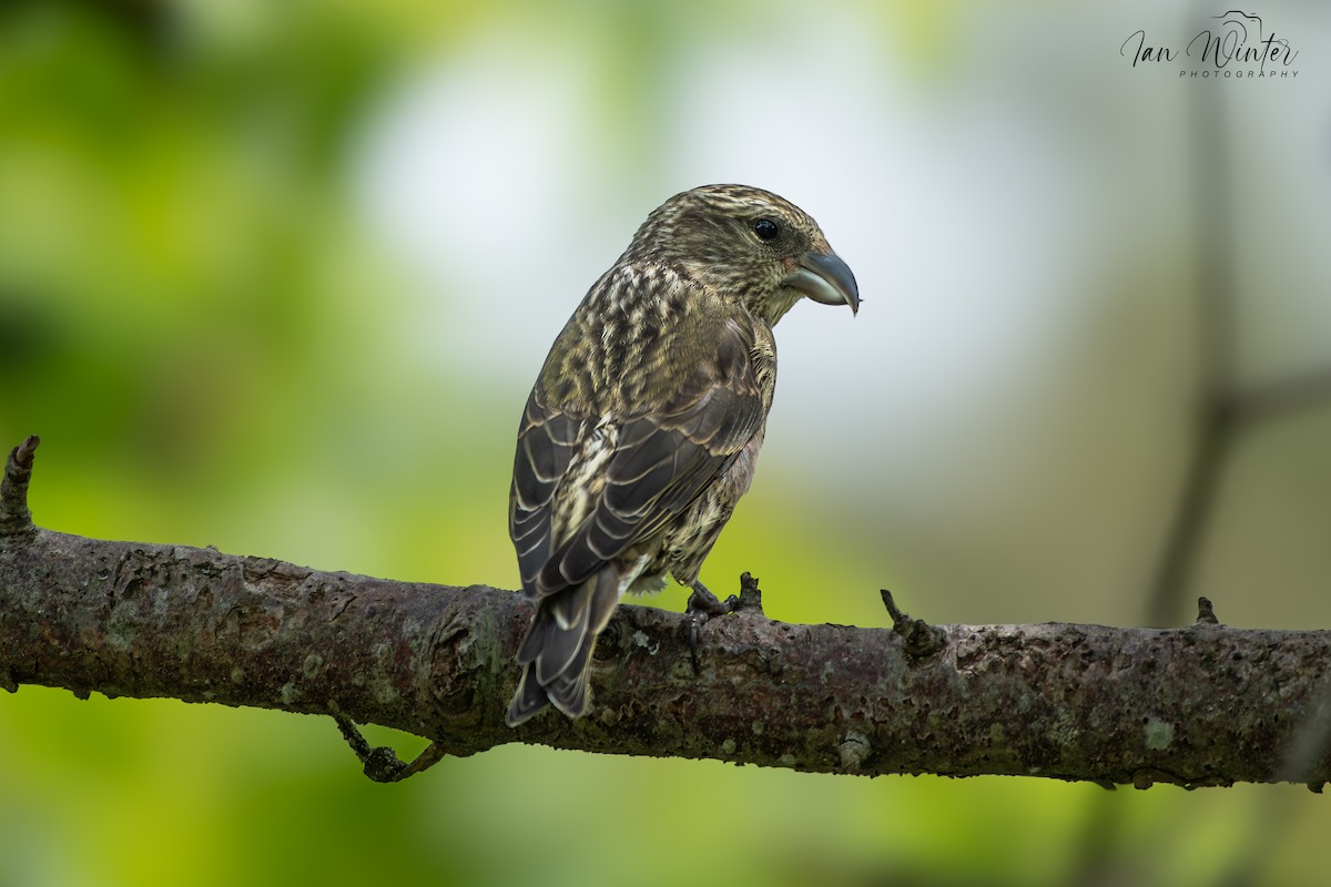 Red Crossbill - ML620636123