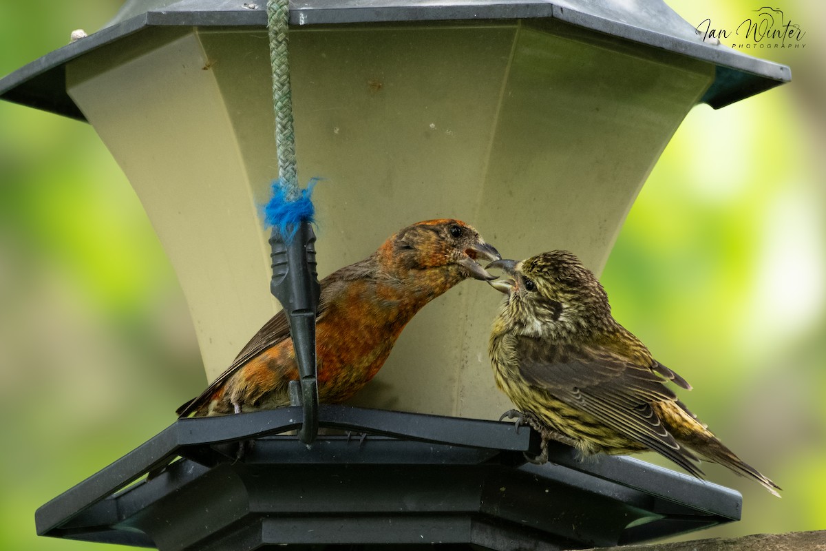 Red Crossbill - ML620636125