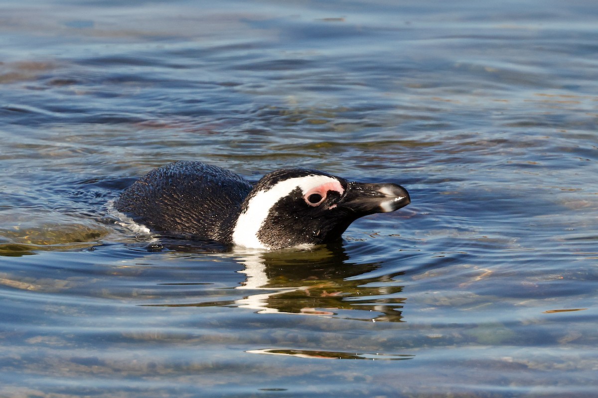 Pingüino de El Cabo - ML620636127