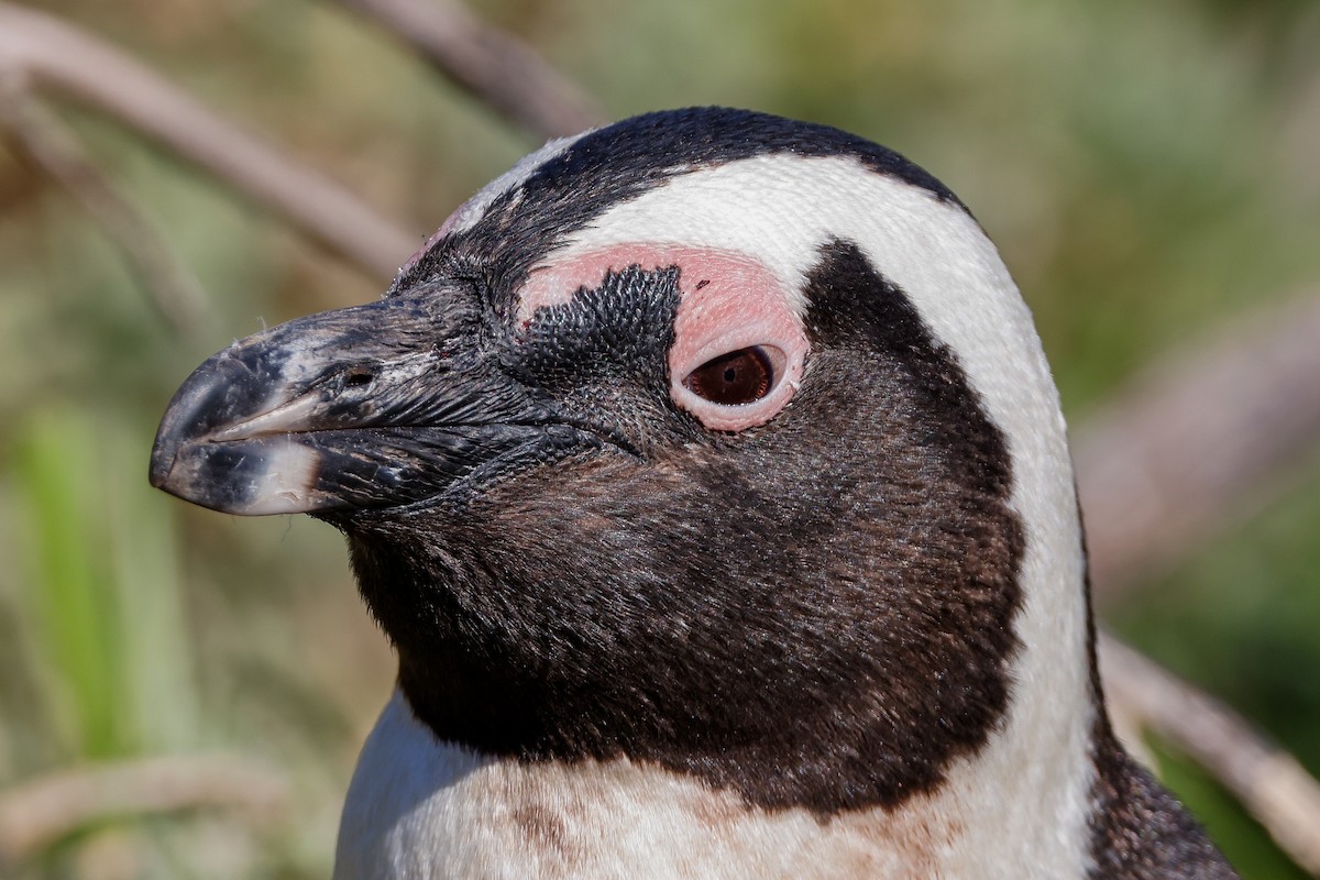 Pingüino de El Cabo - ML620636128