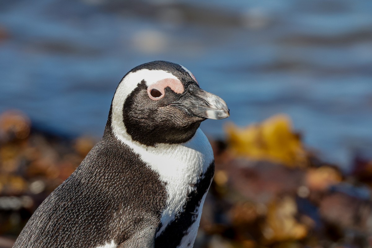 Pingüino de El Cabo - ML620636129