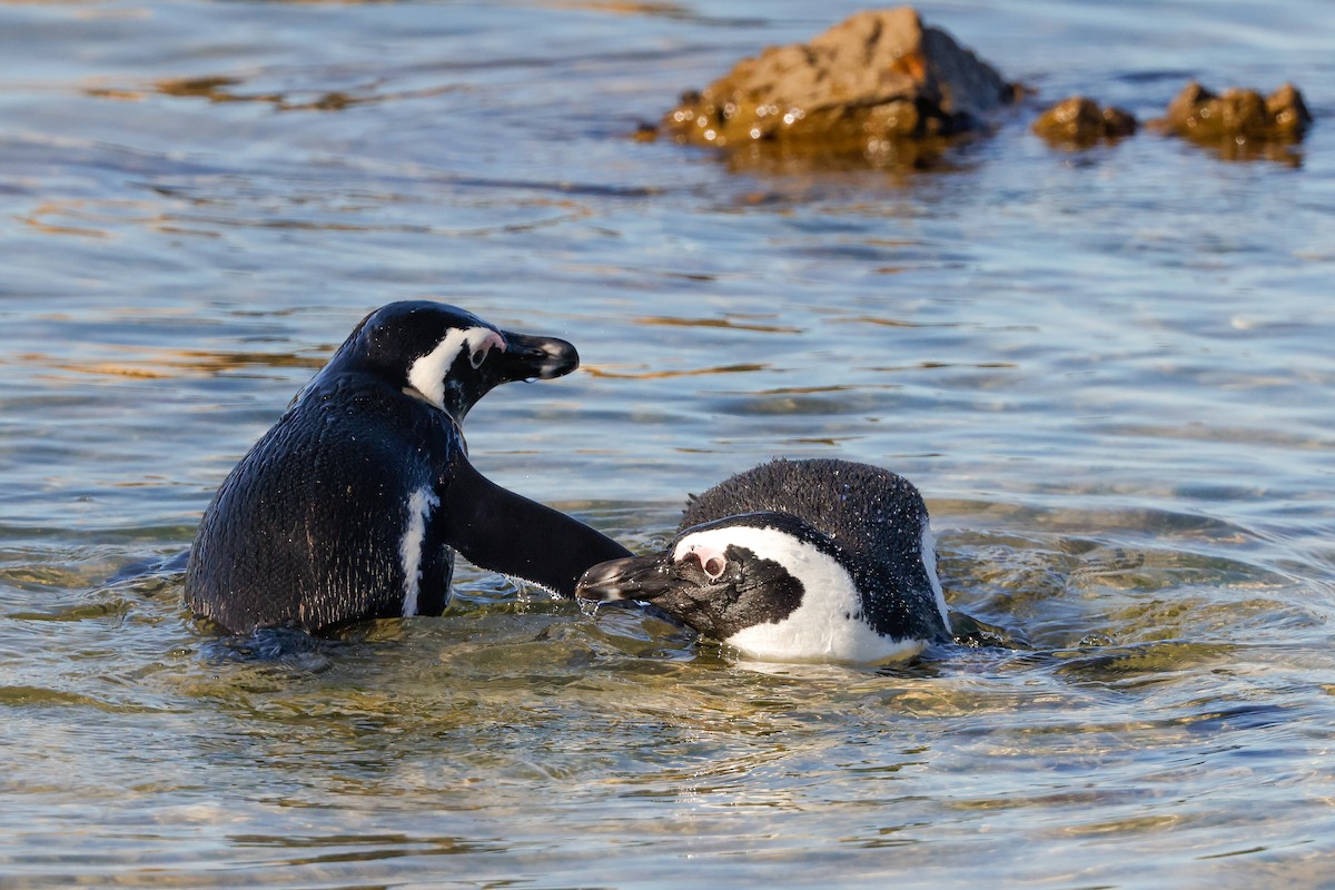 Pingüino de El Cabo - ML620636130