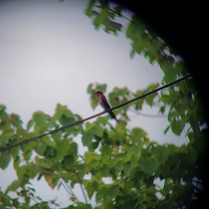 Pacific Swallow - Danniella March Cañon