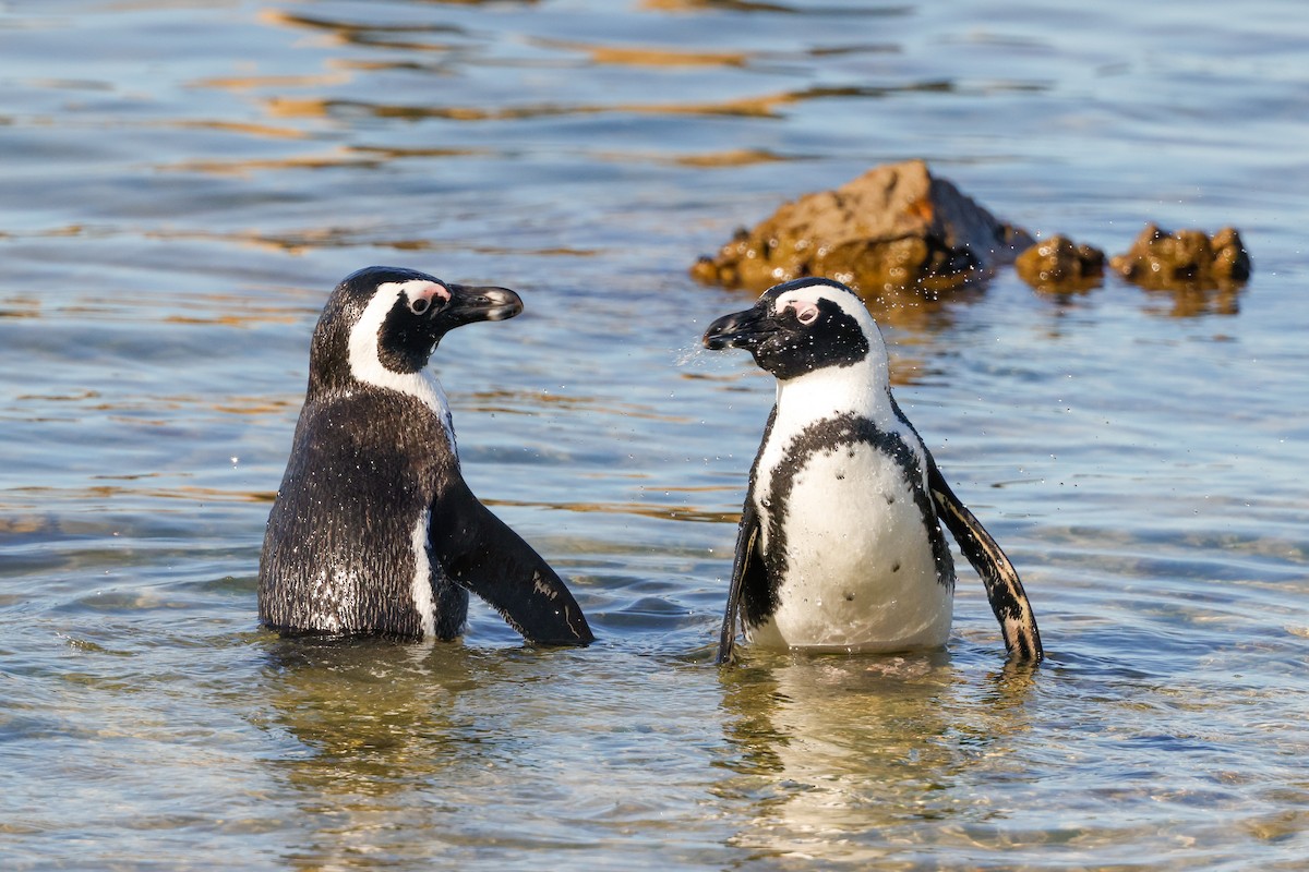 Pingüino de El Cabo - ML620636133