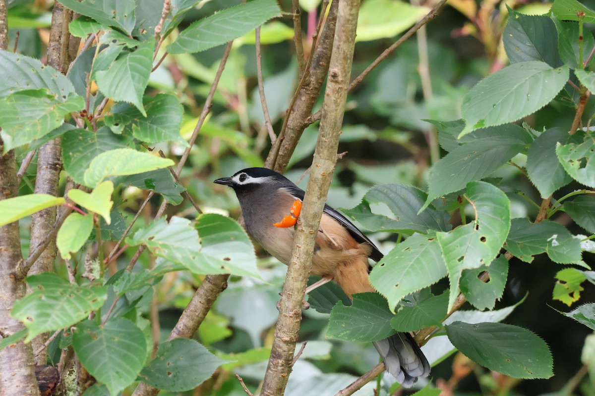 White-eared Sibia - ML620636134