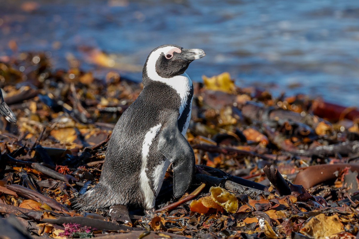 Pingüino de El Cabo - ML620636135