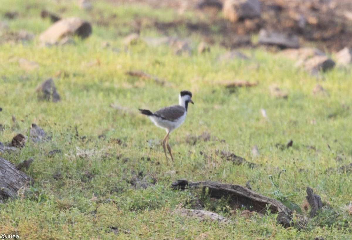 Red-wattled Lapwing - ML620636136