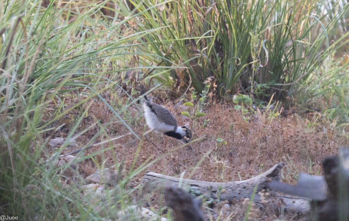 Red-wattled Lapwing - ML620636138