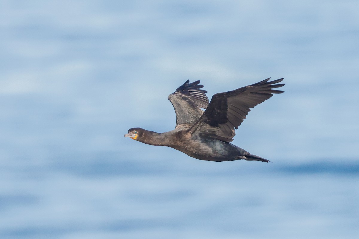 Cape Cormorant - Tommy Pedersen