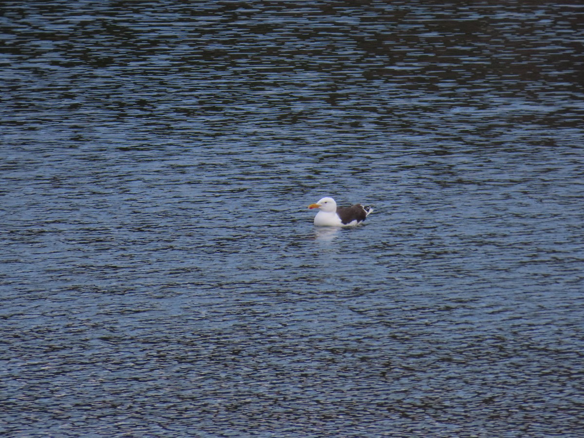 Great Black-backed Gull - ML620636150