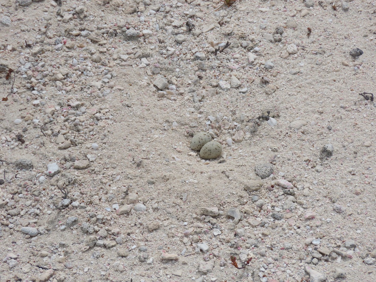 Least Tern - ML620636155