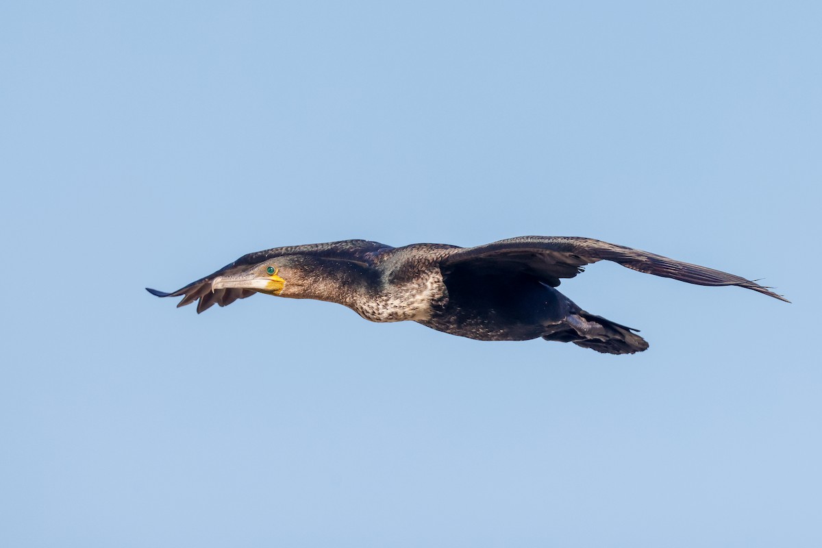 Great Cormorant (White-breasted) - ML620636156