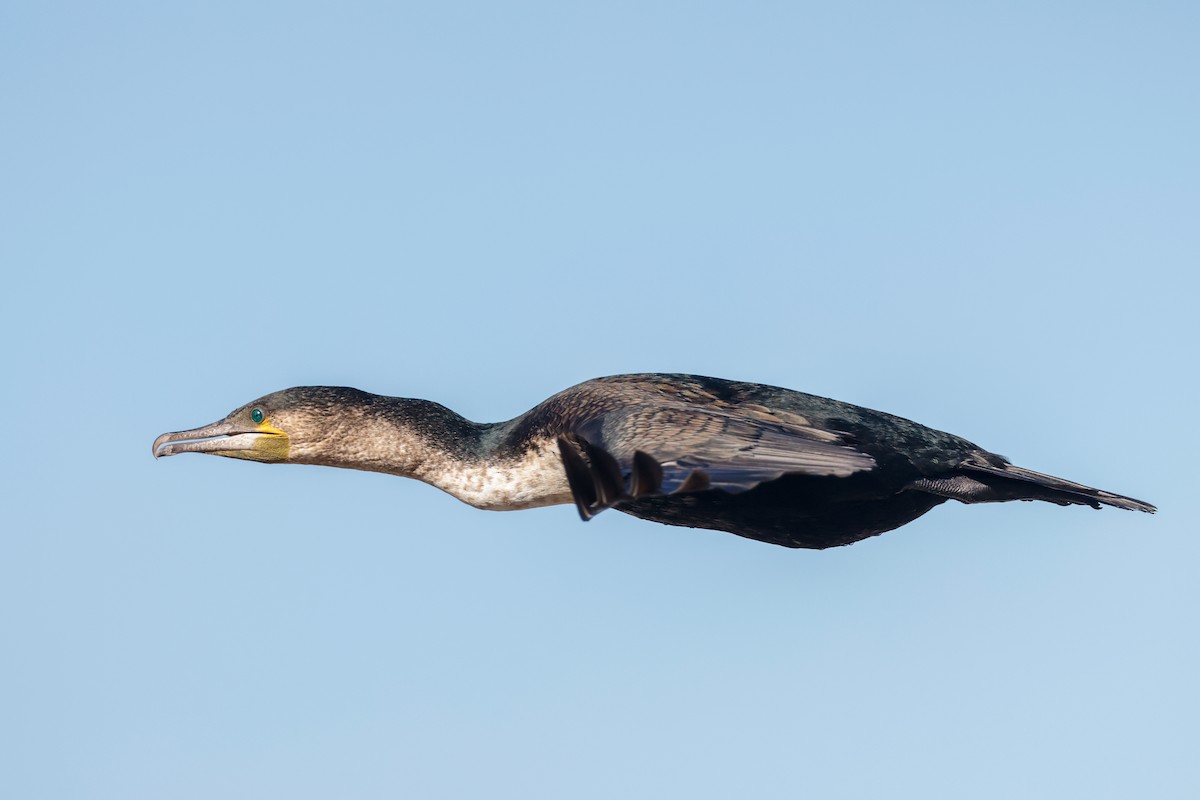 Great Cormorant (White-breasted) - ML620636157