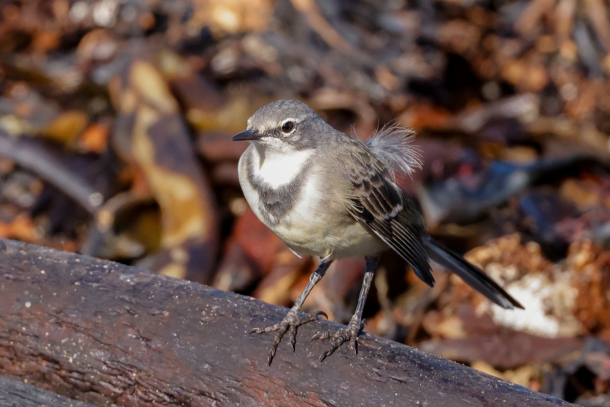 Cape Wagtail - ML620636159