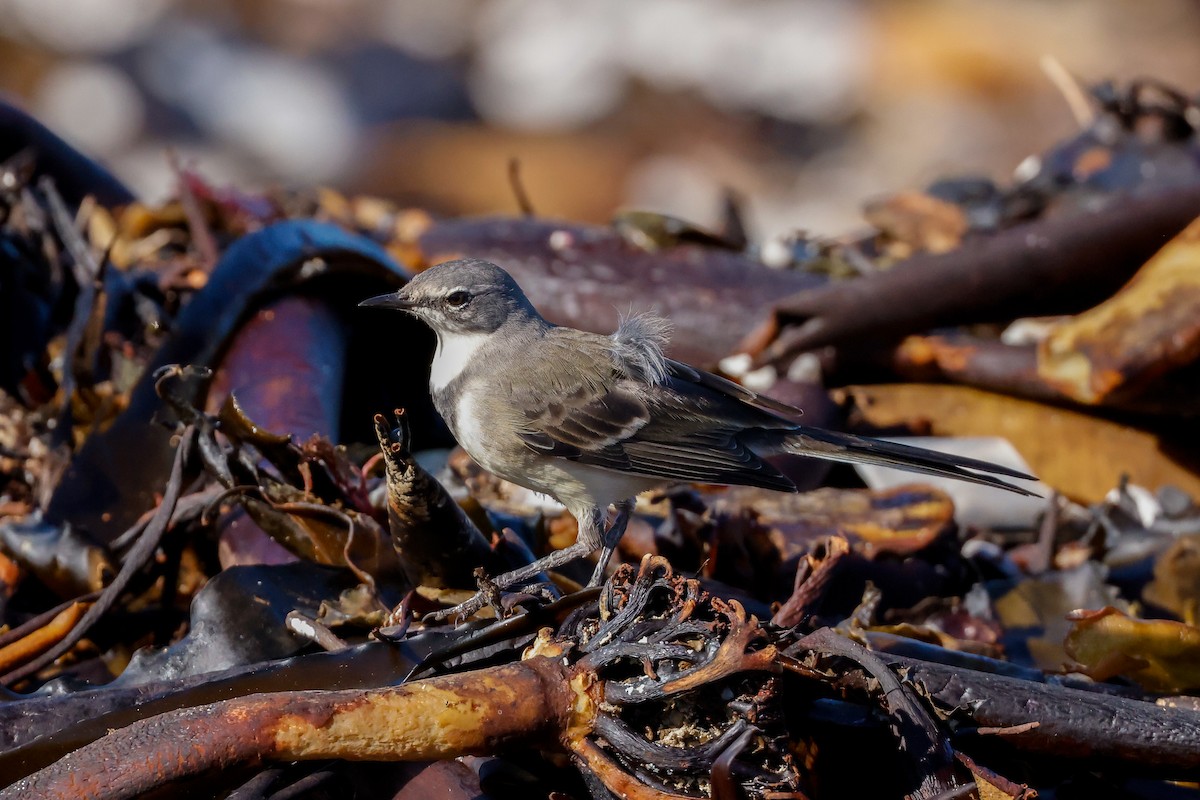 Cape Wagtail - Tommy Pedersen
