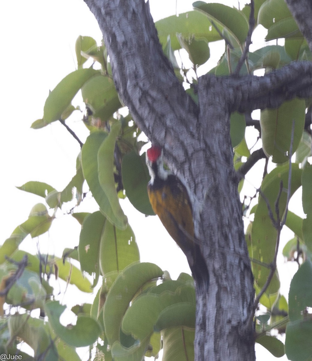 Black-rumped Flameback - ML620636162