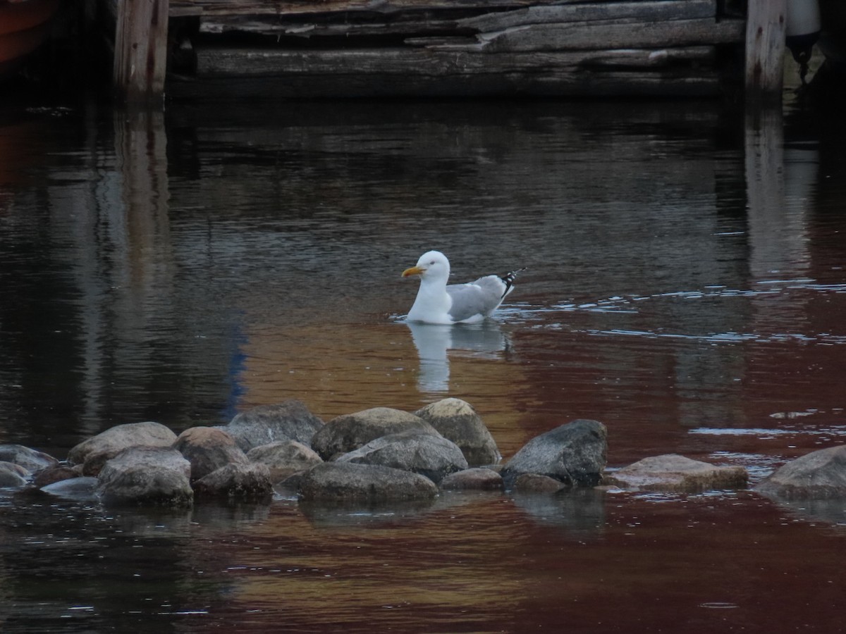 Gaviota Argéntea - ML620636163