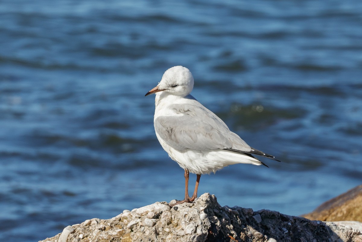 Gaviota Cabecigrís - ML620636170