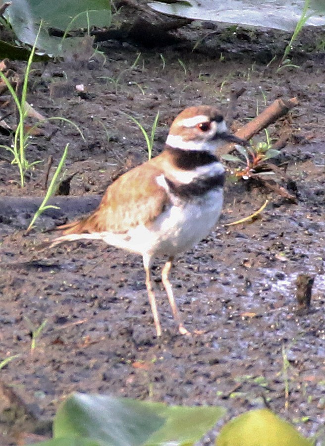 Killdeer - William Parkin