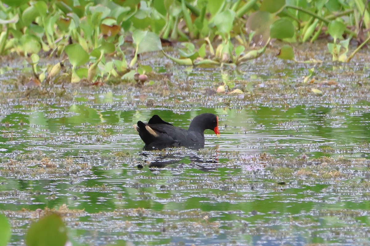 Dusky Moorhen - ML620636174