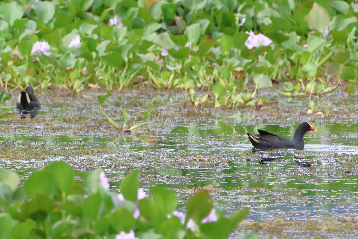 Dusky Moorhen - ML620636175