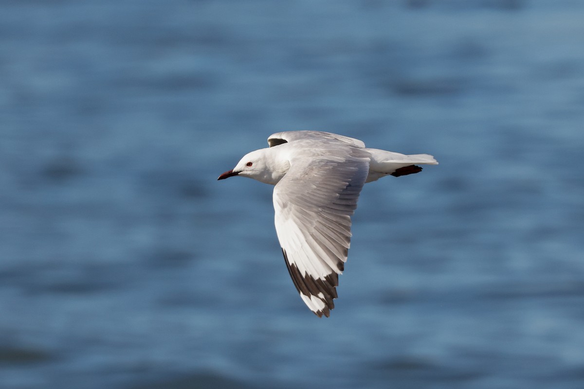 Mouette de Hartlaub - ML620636178