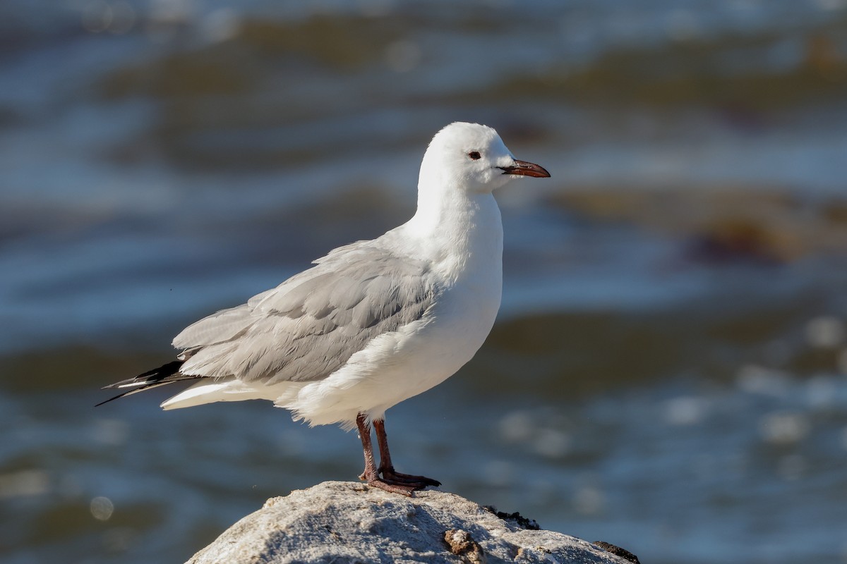 Gaviota Plateada Surafricana - ML620636179