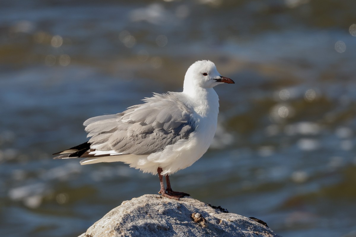 Hartlaub's Gull - ML620636180