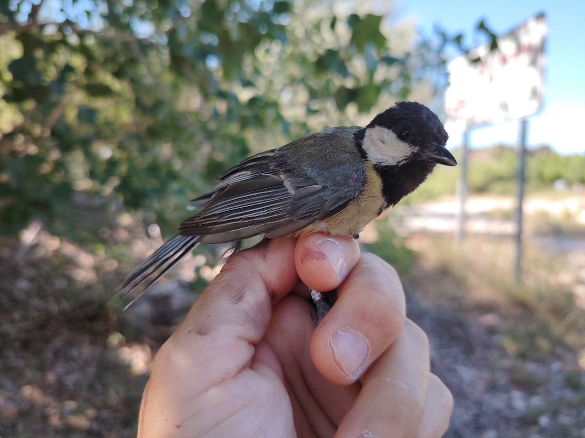 Great Tit - ML620636182