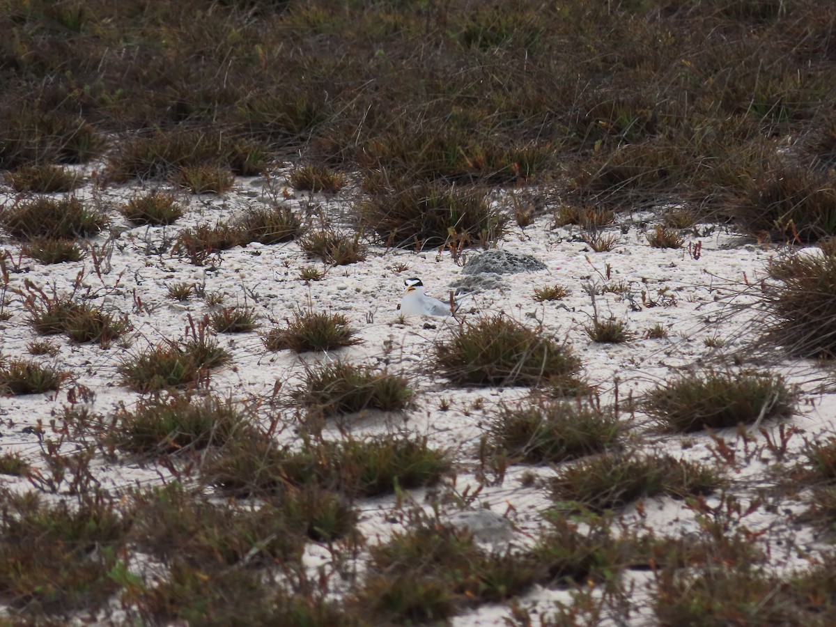 Least Tern - ML620636188