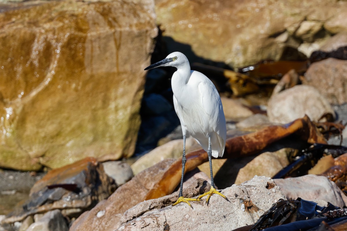 Little Egret (Western) - ML620636189