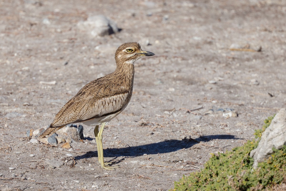 Water Thick-knee - ML620636199