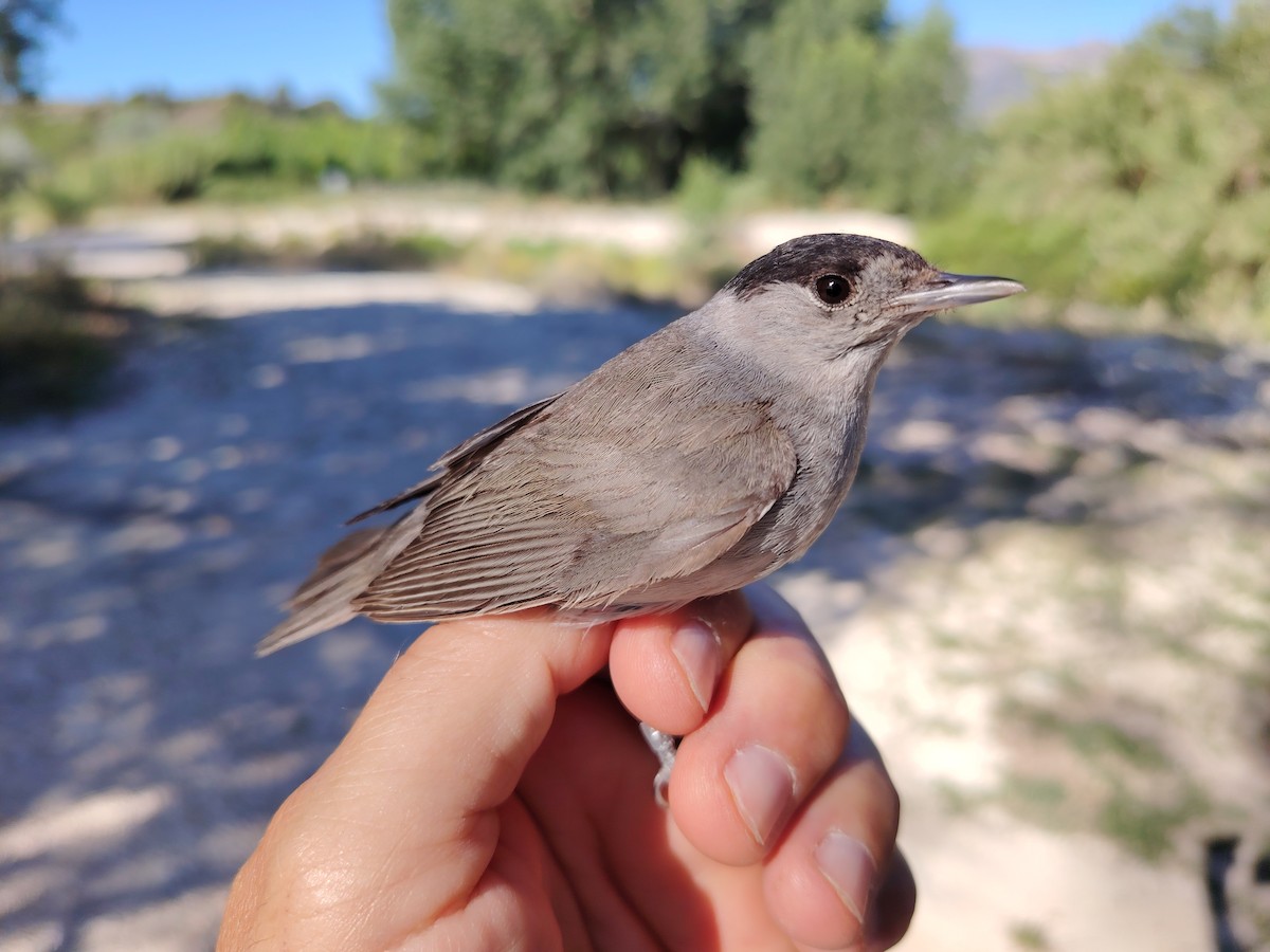 Eurasian Blackcap - Pep Cantó