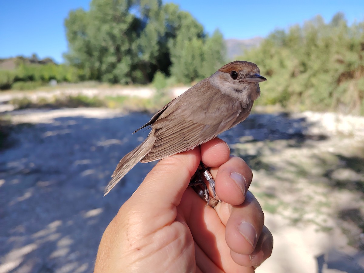 Eurasian Blackcap - ML620636201