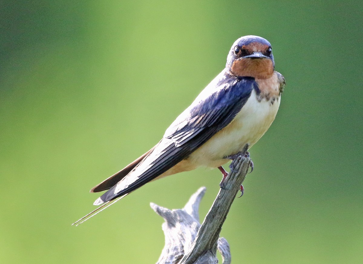 Barn Swallow - ML620636204