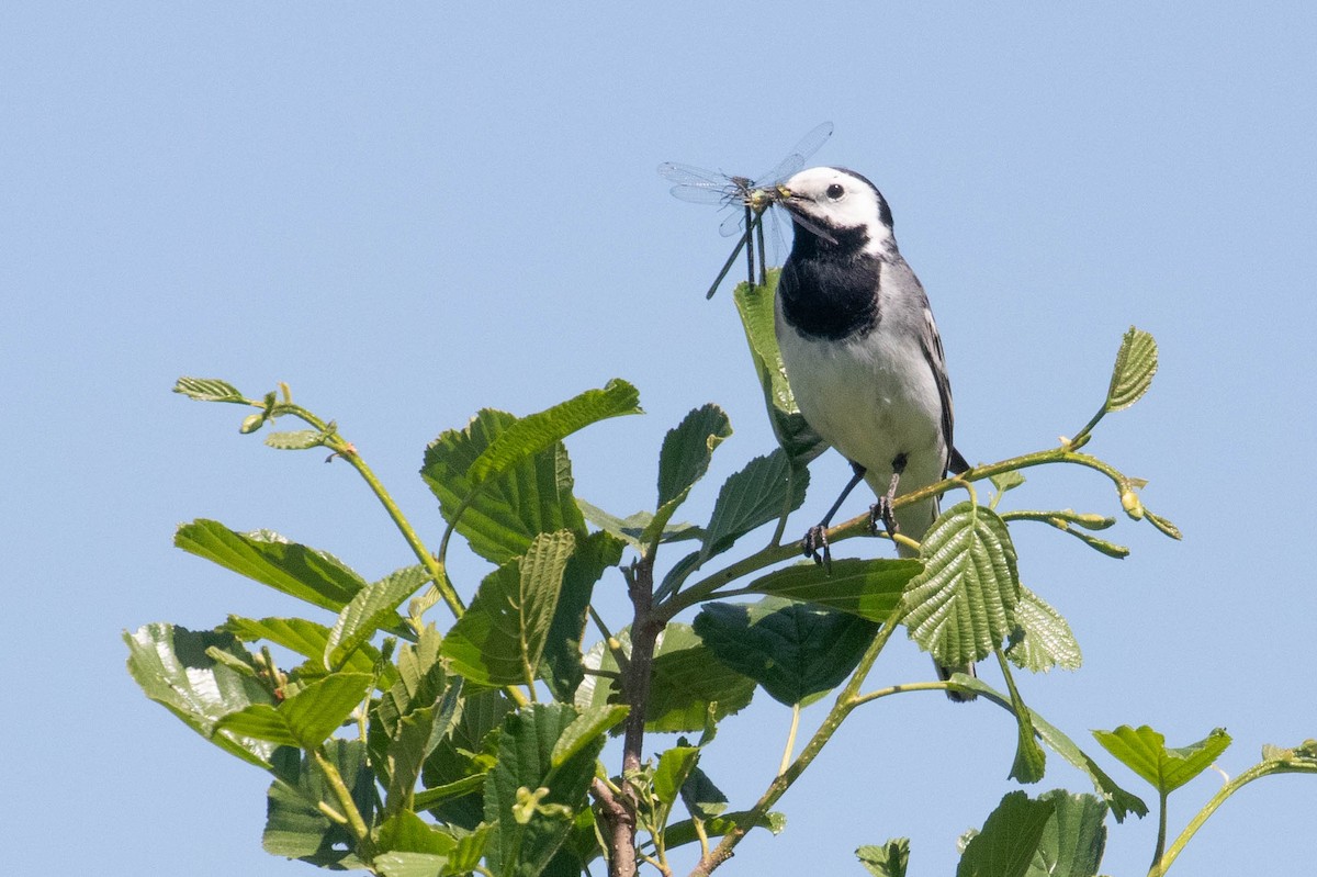 White Wagtail - ML620636205