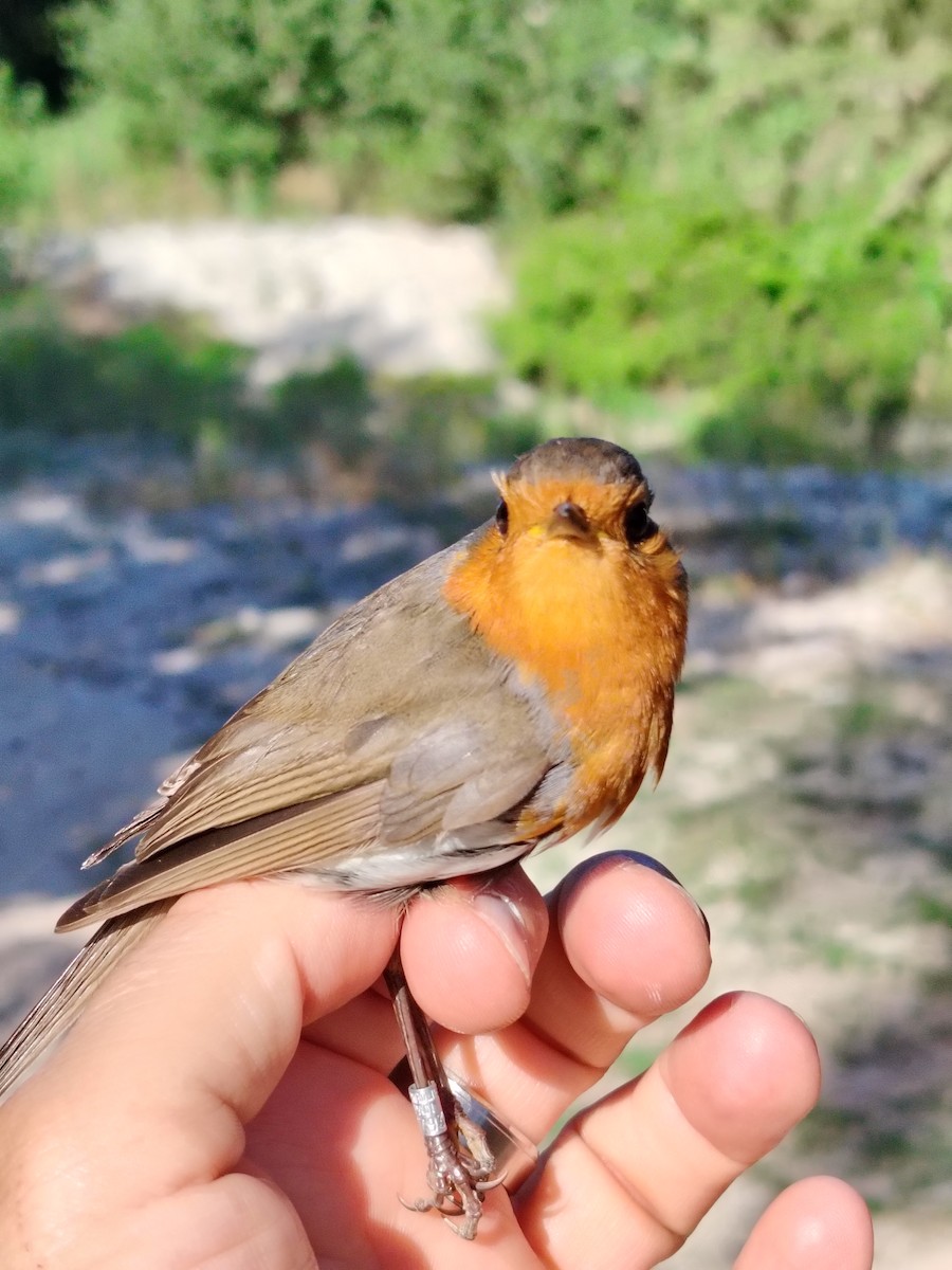 European Robin - ML620636210