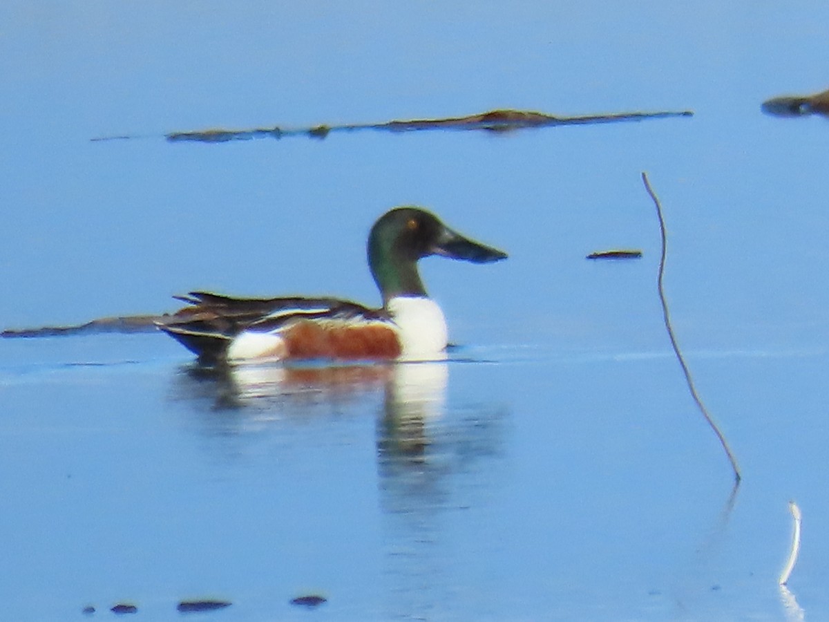 Northern Shoveler - ML620636213